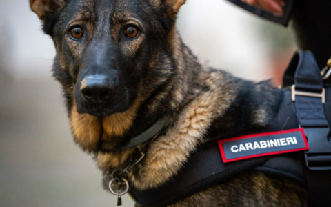 Un 85enne disperso ritrovato grazie ai Carabinieri e all’unità cinofila