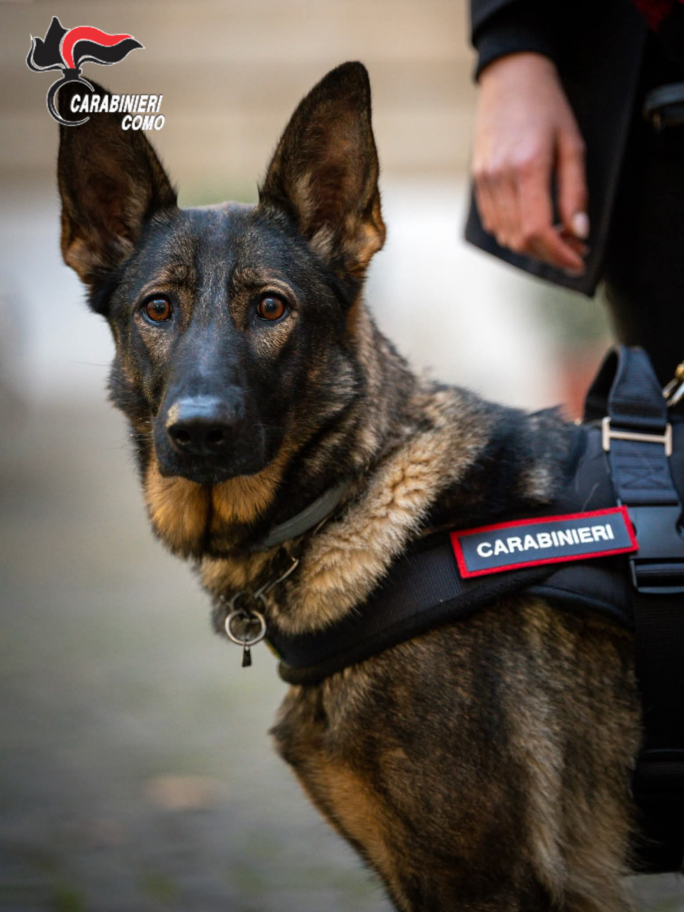 Un 85enne disperso ritrovato grazie ai Carabinieri e all’unità cinofila