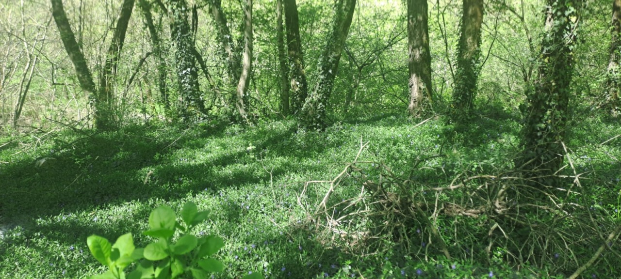 Rimozione dei rifiuti nei boschi lungo la provinciale