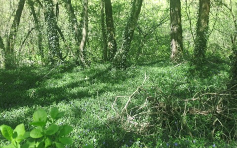 Rimozione dei rifiuti nei boschi lungo la provinciale