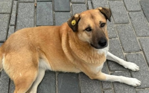 Celebra la Giornata internazionale del cane con il Giornale di Cantù e OPS Media