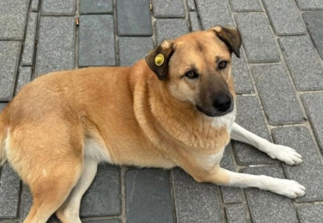 Celebra la Giornata internazionale del cane con il Giornale di Cantù e OPS Media