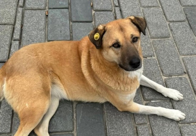 Celebra la Giornata internazionale del cane con il Giornale di Cantù e OPS Media